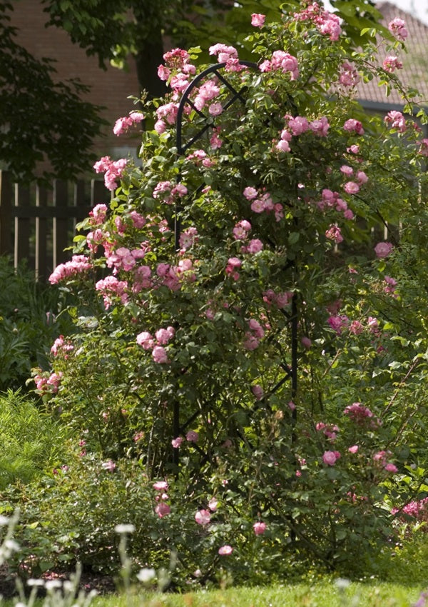 تعريشة معدنية قائمة بذاتها بيكمان