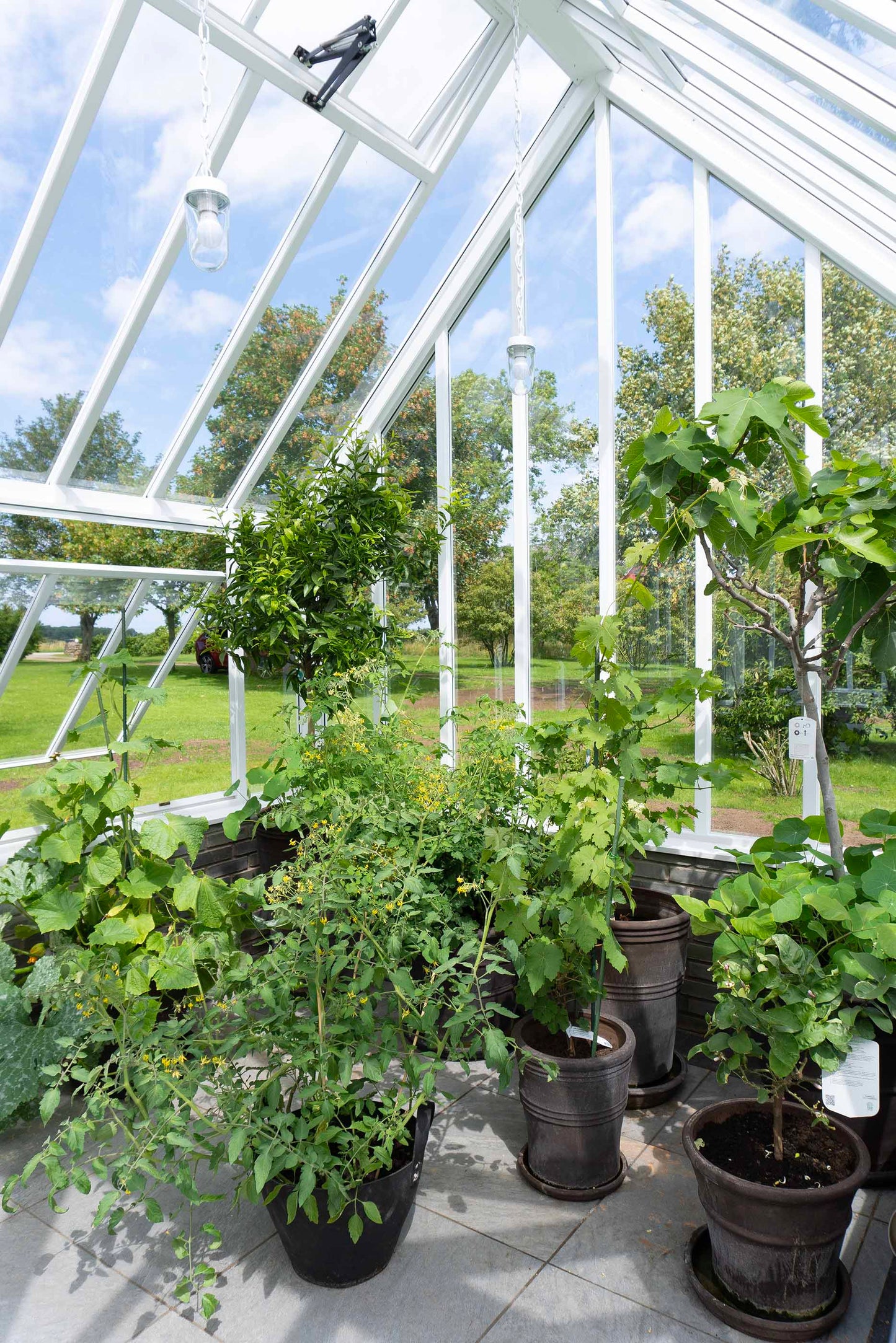 Angielski szklarnia Rugosa