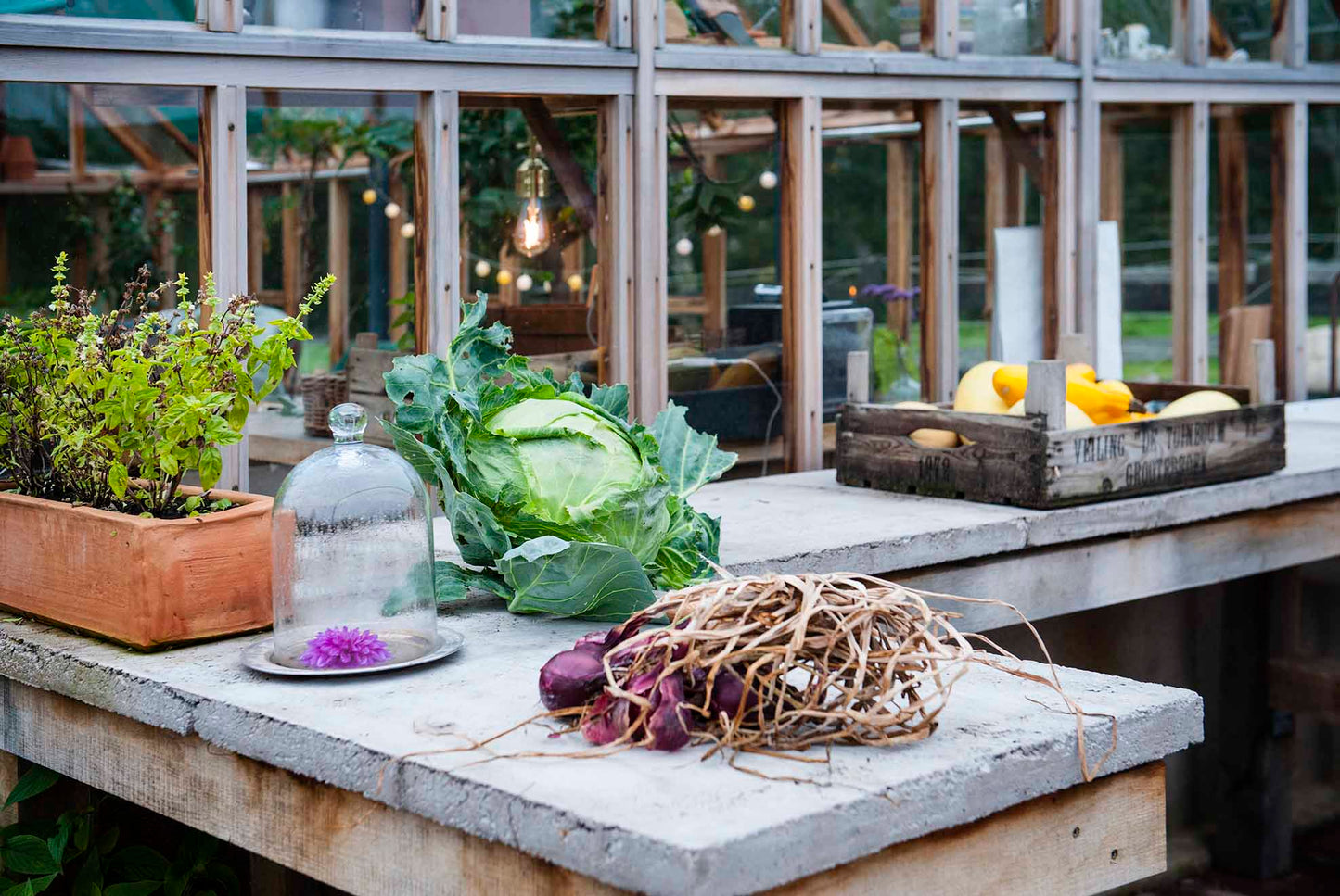 Cederträväxthus Grand Portico