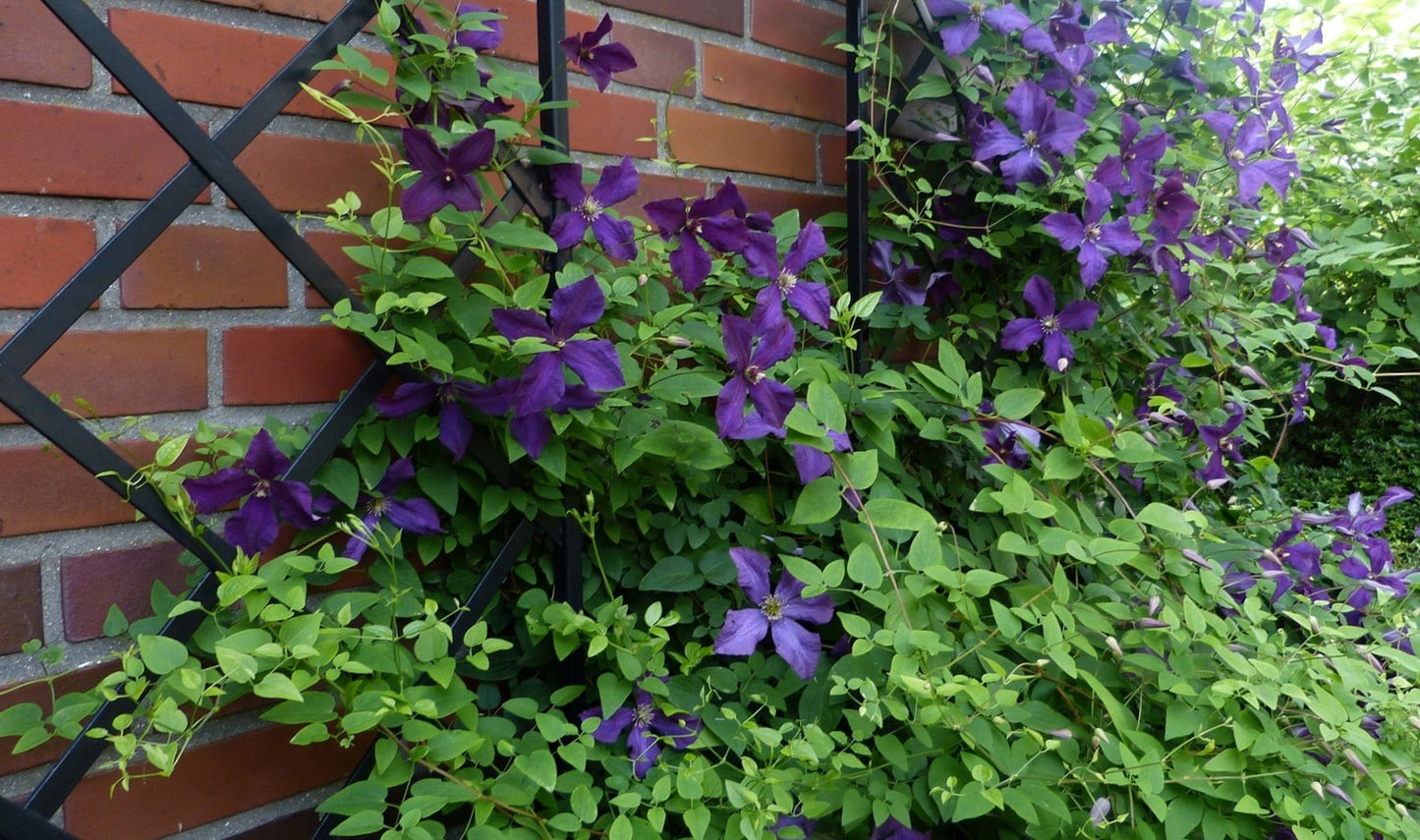 Klassisk väggspaljé i dubbelpack