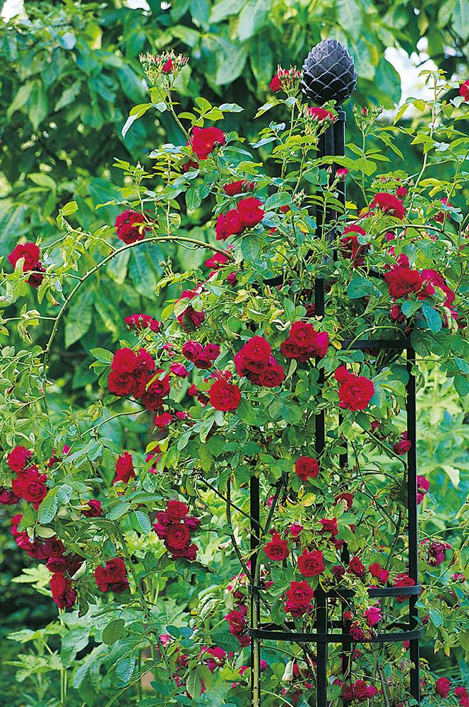 La torche rose obélisque