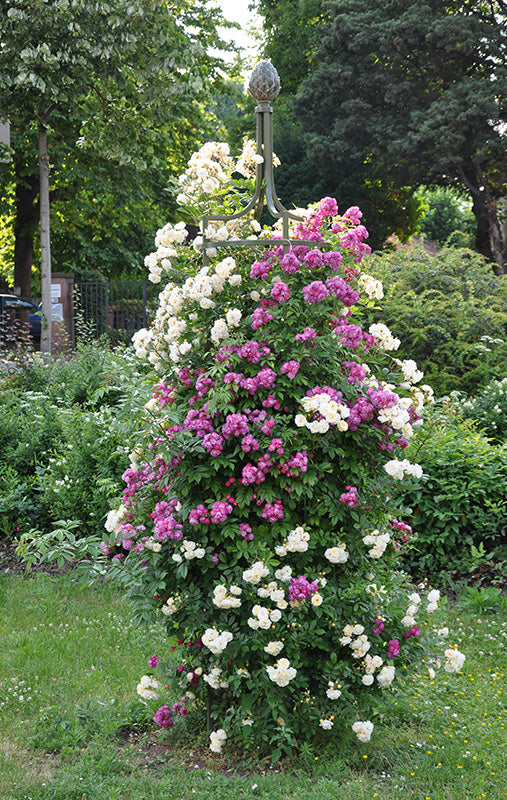 L'obélisque d'entrée rose II