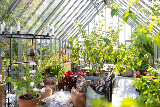 Drivhuspolyantha med grandiose størrelse