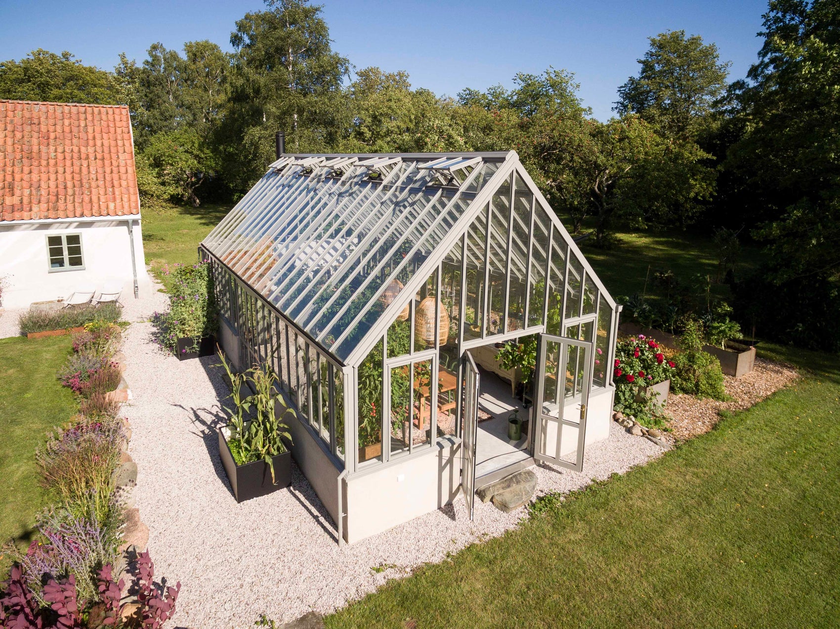 Drivhuspolyantha med grandiose størrelse