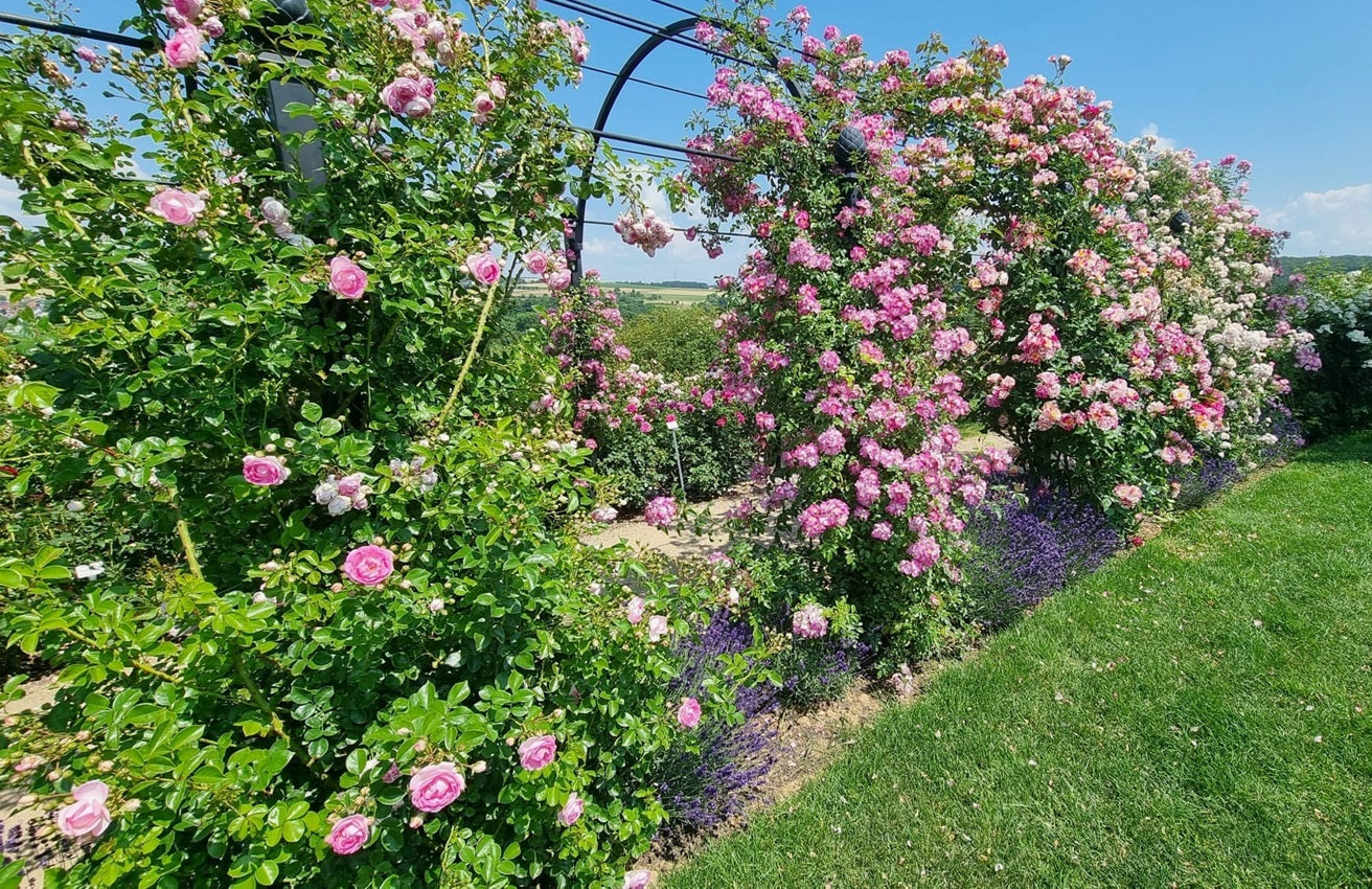 Pergola med bågar St Alban