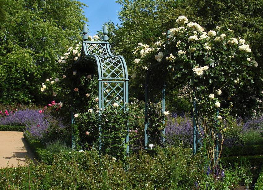 Rose Arch Brighton