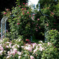 Rose Arch Brighton