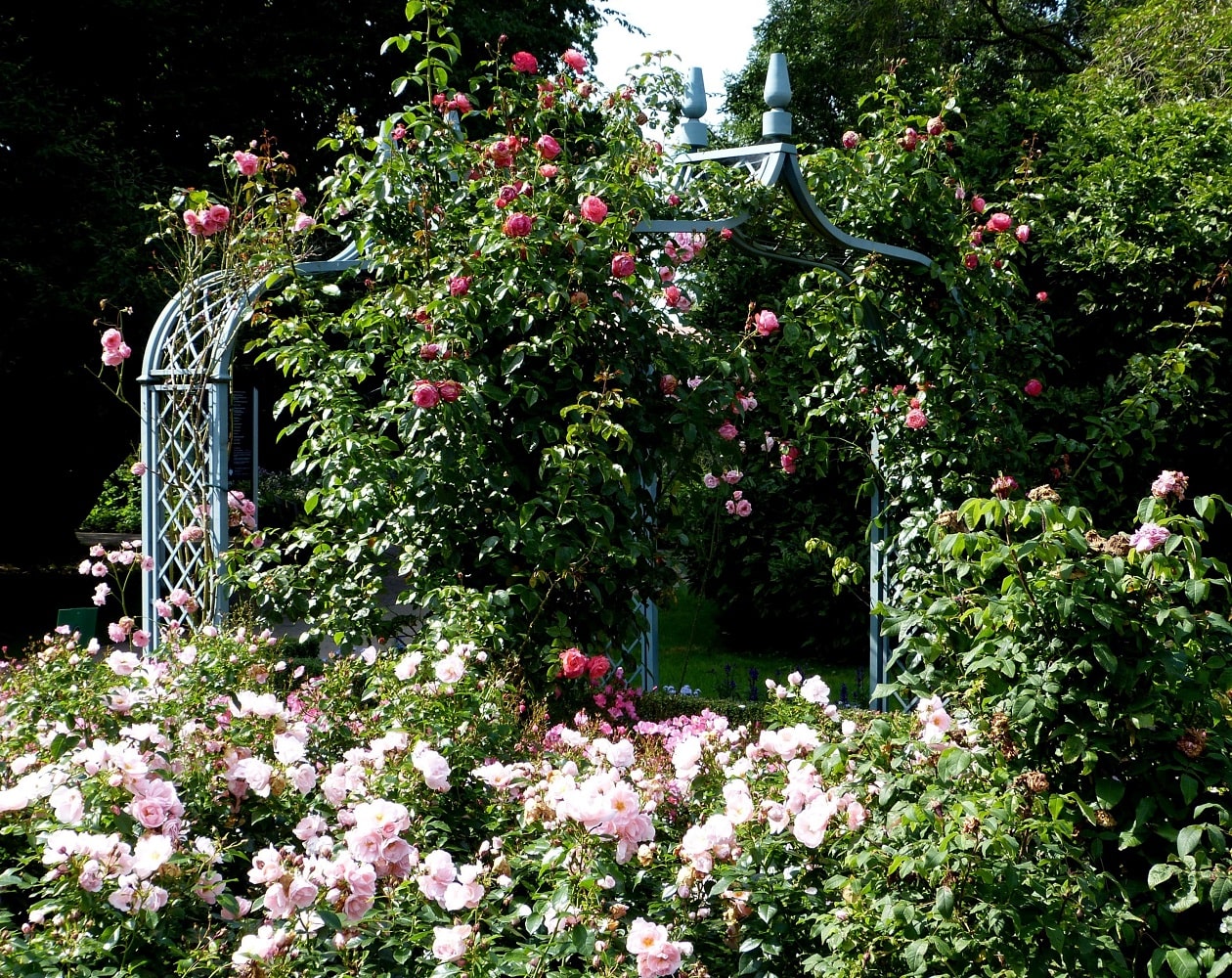 Rose Arch Brighton