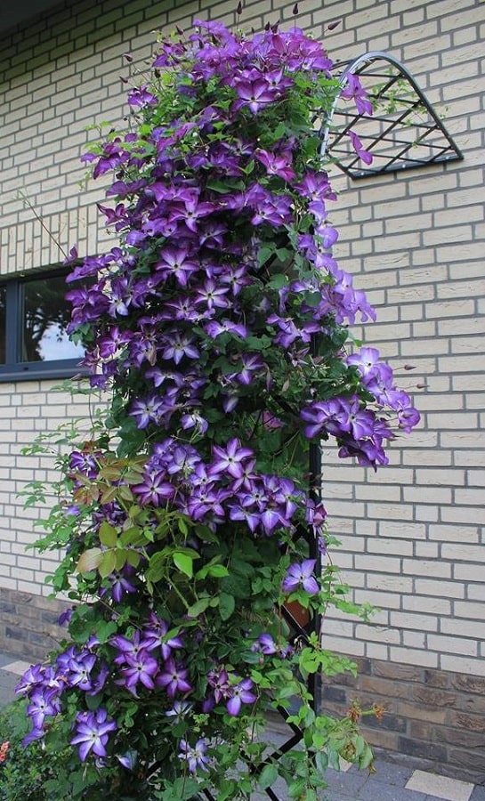 Bagatell Låt husfasaden bli en rosengång med Rosenbåge Bagatell halvbåge ...